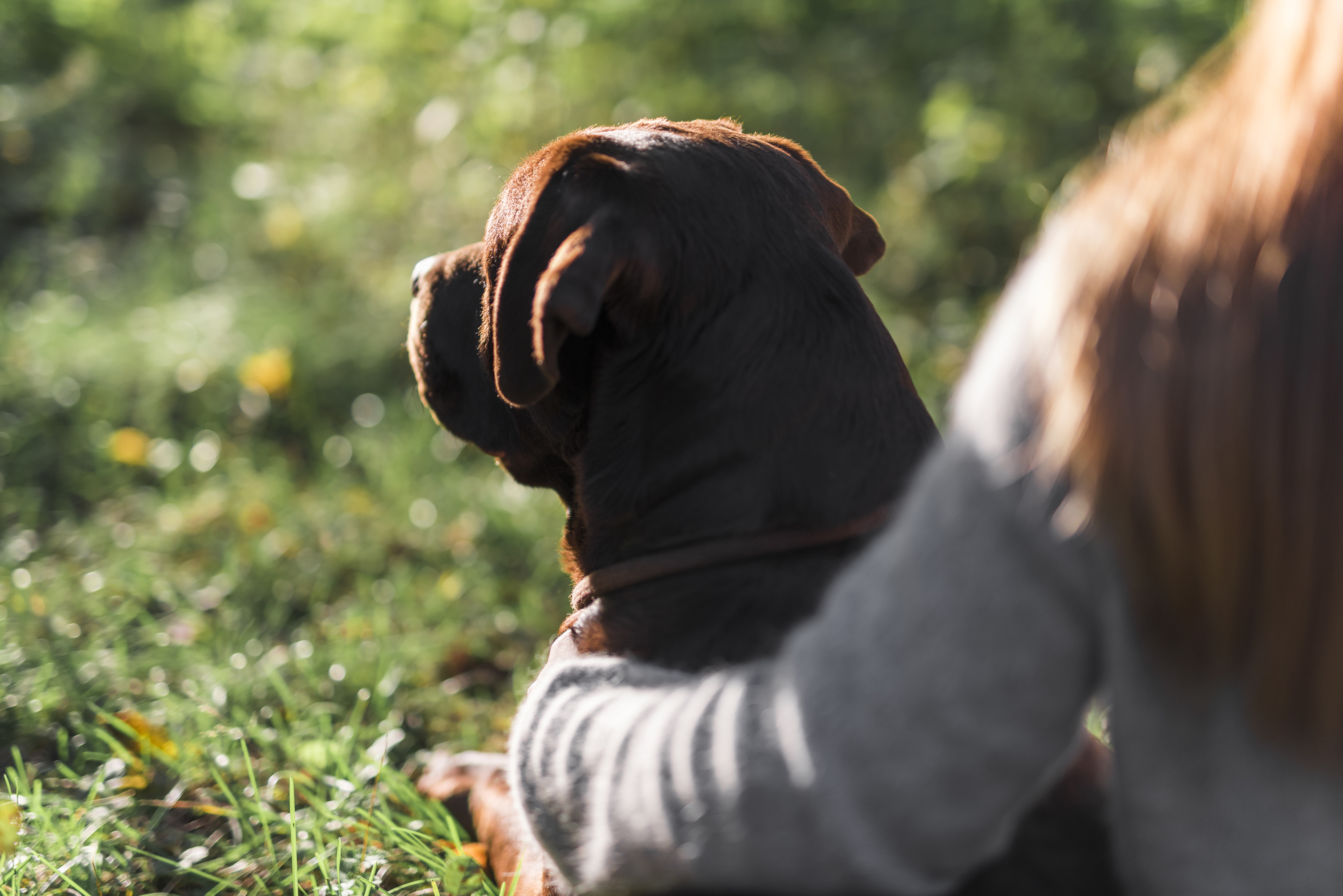 Despedida respetuosa de mascotas en Pardines