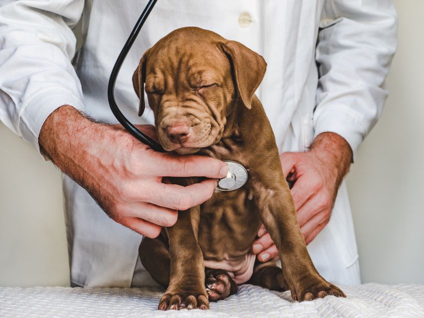 Búsqueda cráneo Asombro Cuáles son los síntomas del infarto en perros - Adios Mascota