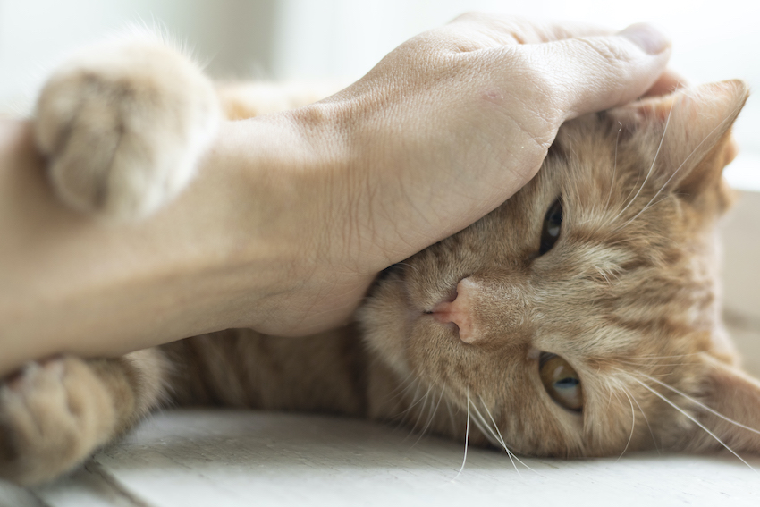 Epilepsia en gatos: qué hacer un ataque epiléptico Adios Mascota
