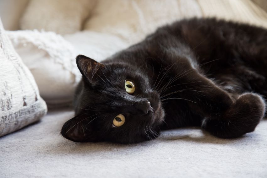 Gato negro con ataxia