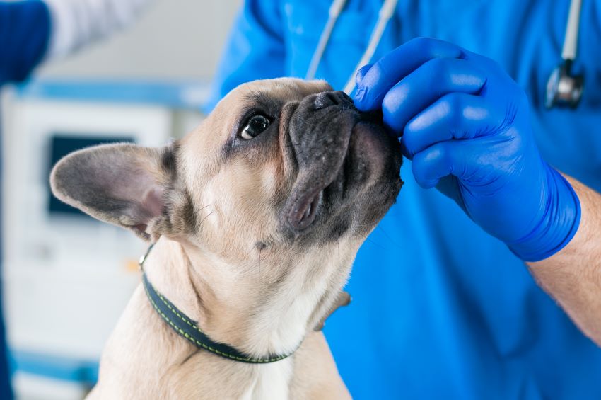 Bulldog francés y sus problemas de salud