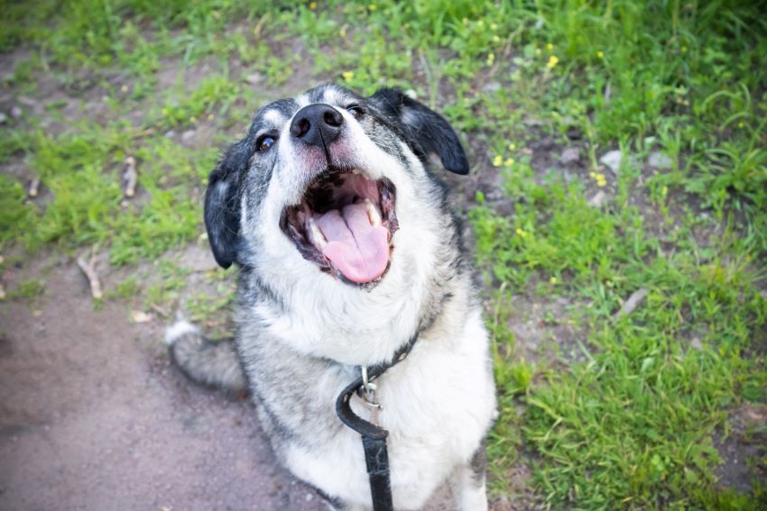 Golpe de calor en perros