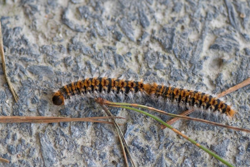 La oruga procesionaria