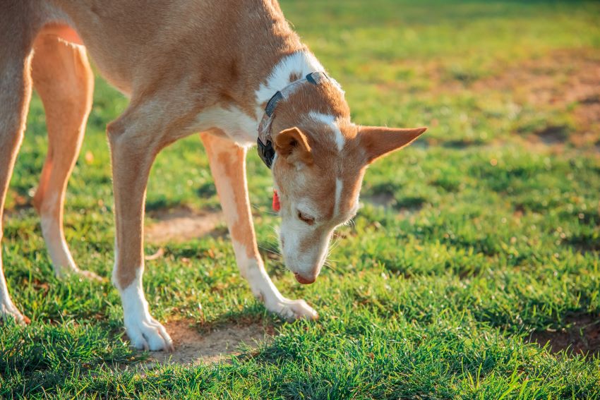 La oruga procesionaria
