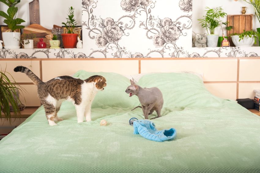 Mis gatos se pelean mucho