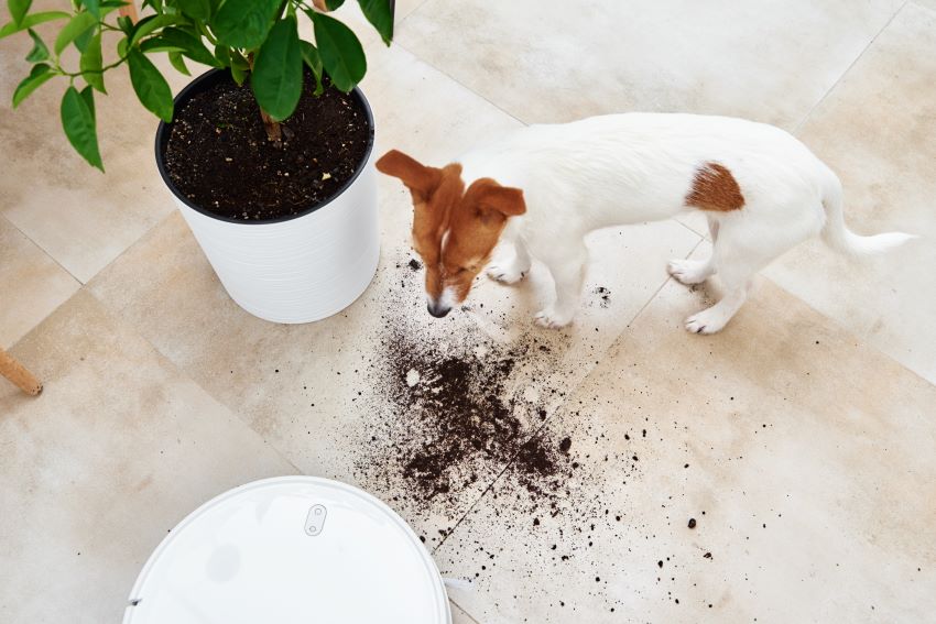 Por qué los perros comen tierra