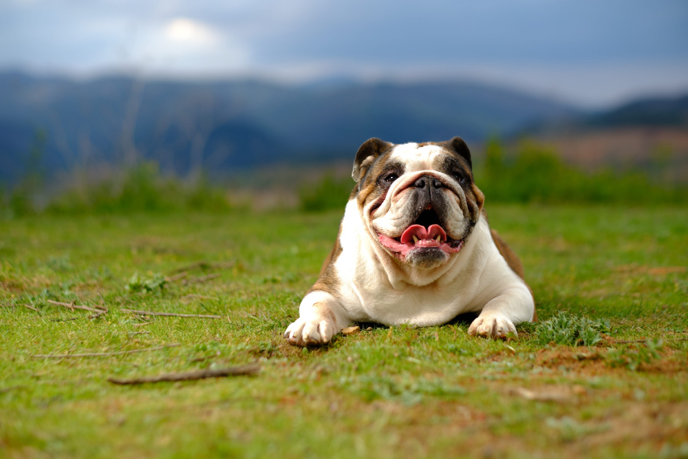 síndrome braquiocefálico