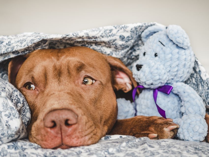 Cuál es la edad real de los perros