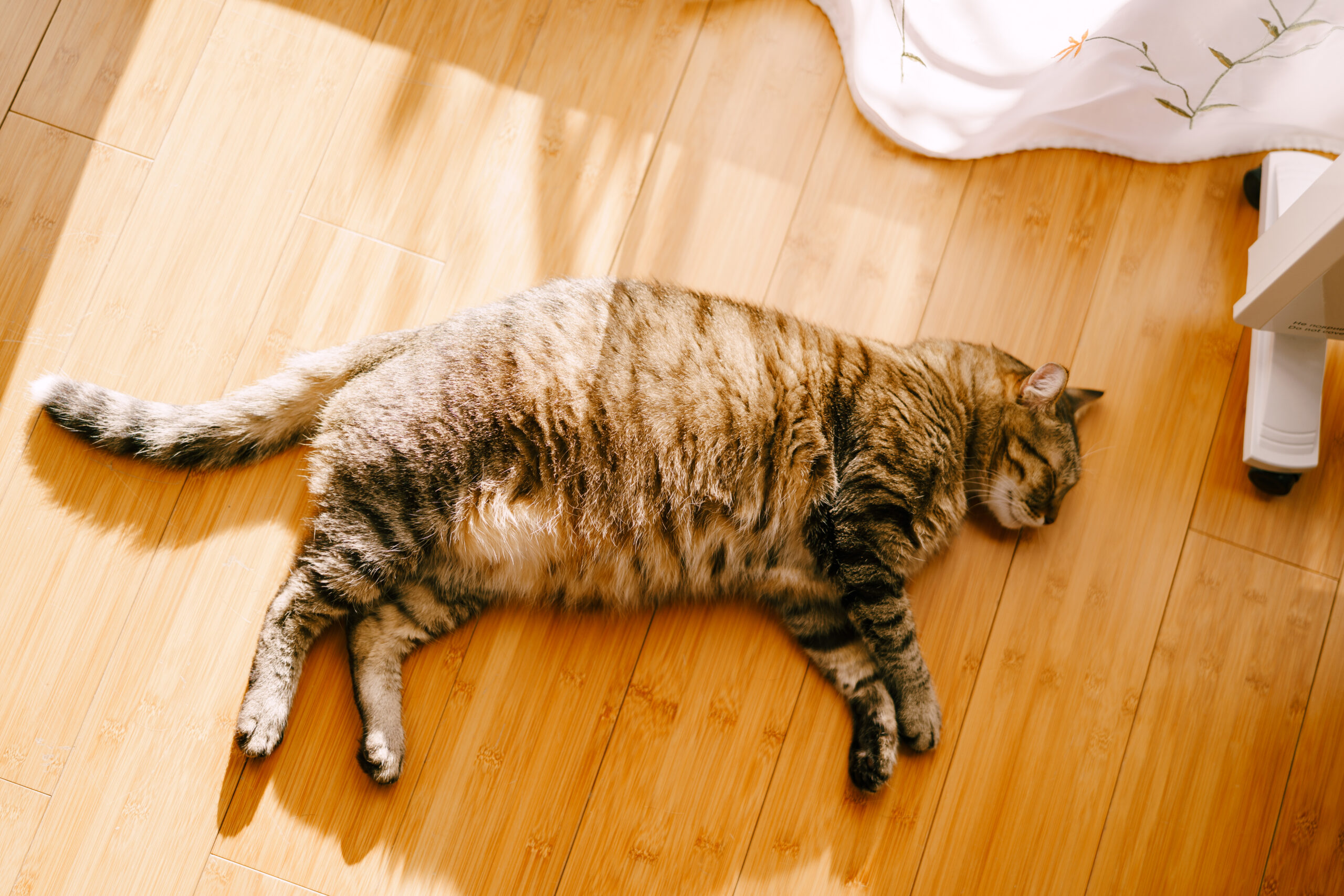 Cómo saber si mi gato tiene sobrepeso