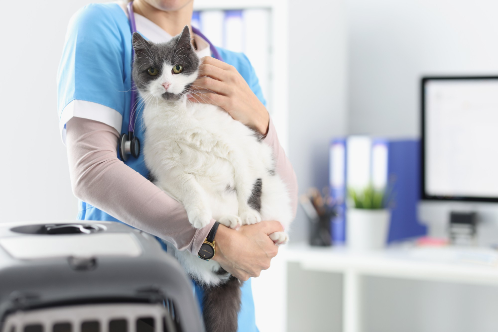 riesgos de obstrucción en gatos