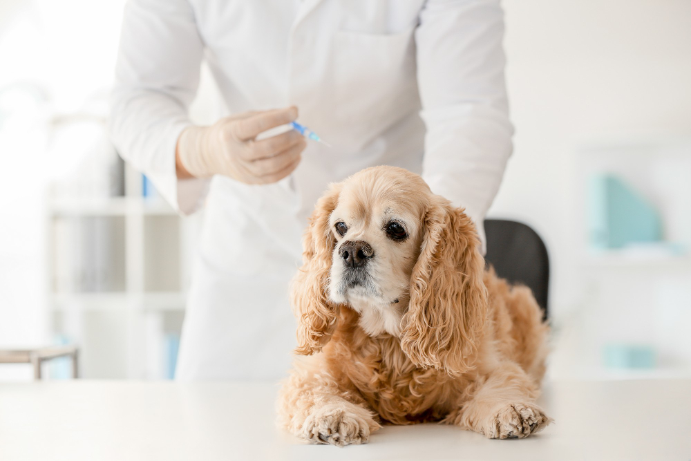 Problemas hepáticos en perros y síntomas - Adios Mascota