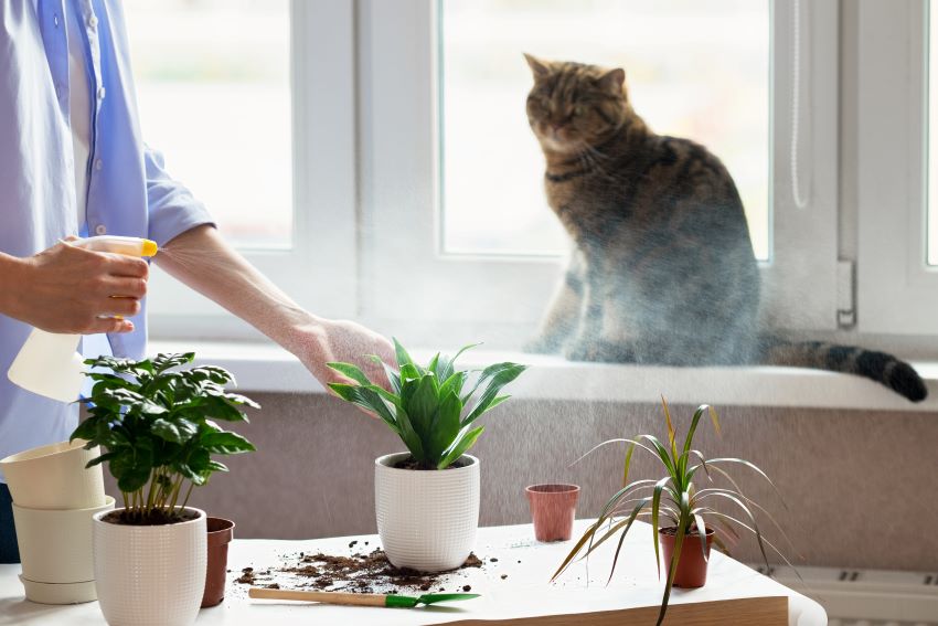 Plantas tóxicas para gatos 