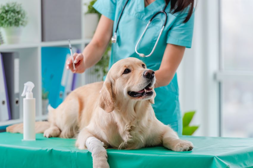 Vacunas obligatorias para los perros