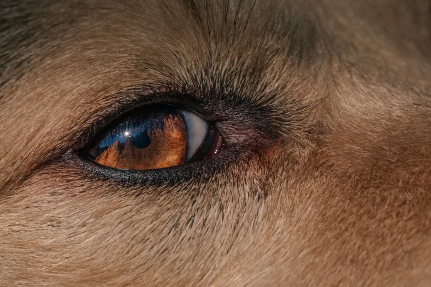 Ojos rojos en perros