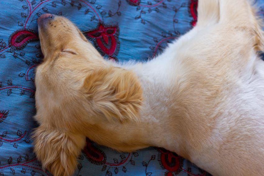 Leptospirosis en perros: qué es y cuáles los síntomas a detectar - Adios