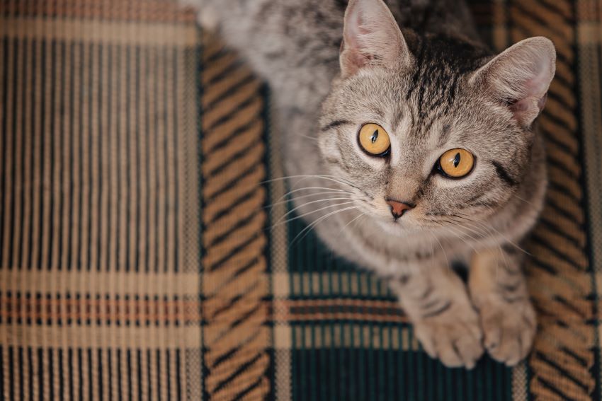 Muerte de gatos por infarto