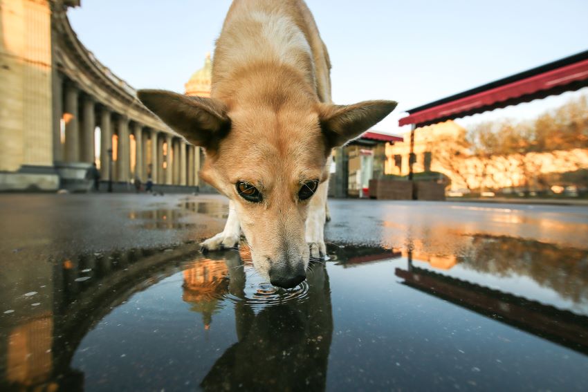 Parásitos internos en perros