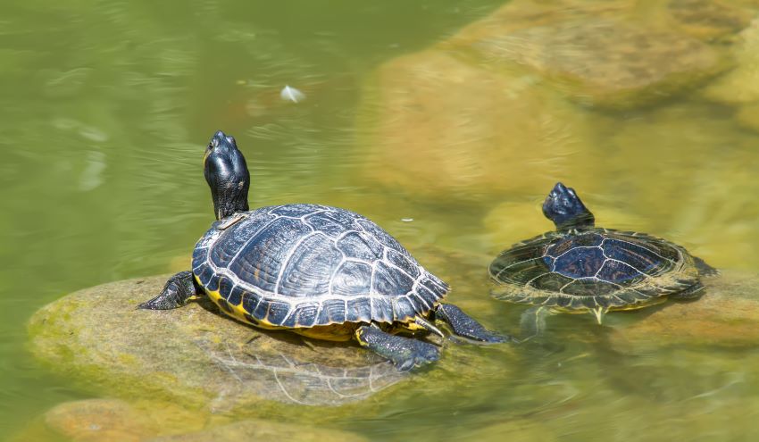 Por qué se mueren las tortugas acuáticas
