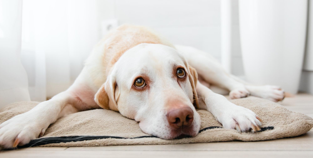 tratamiento artrosis perro