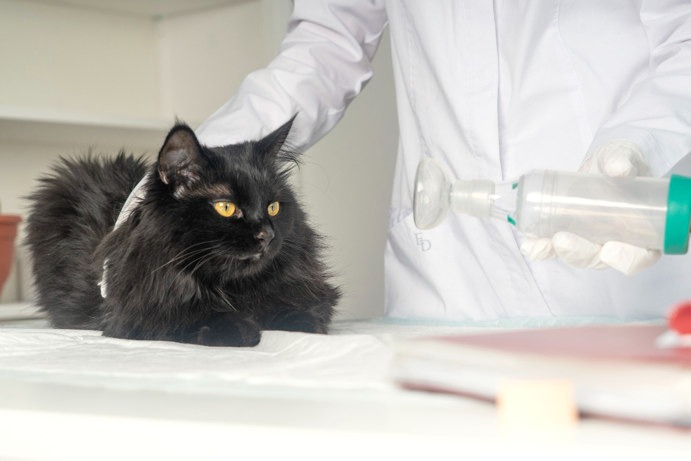 gato cuesta respirar