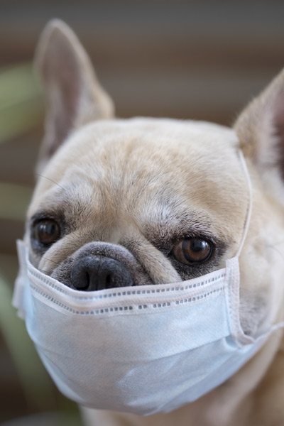 adorable-french-bulldog-wearing-blue-healthy-face-mask-at-home-400-600