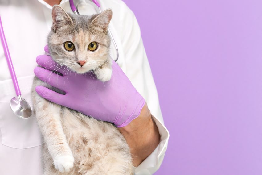 Causas de la diabetes en gatos y su tratamiento - Adios
