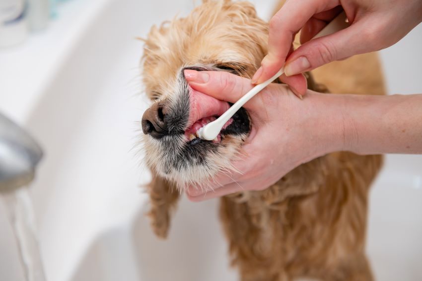Limpieza dental de los perros