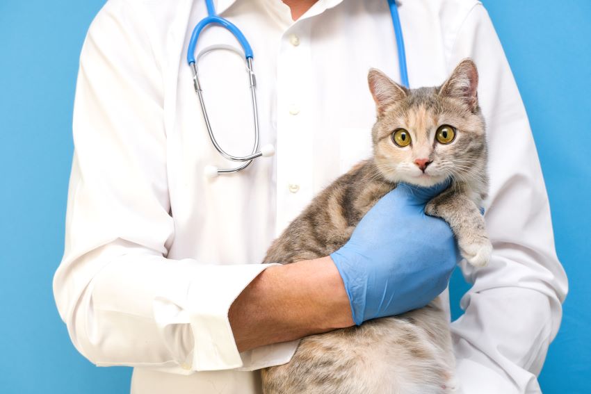 Síntomas de la leucemia en gatos