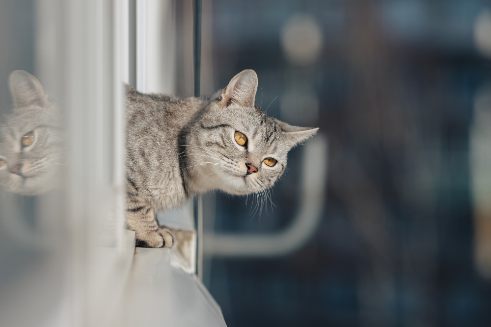 Protección de ventanas para gatos