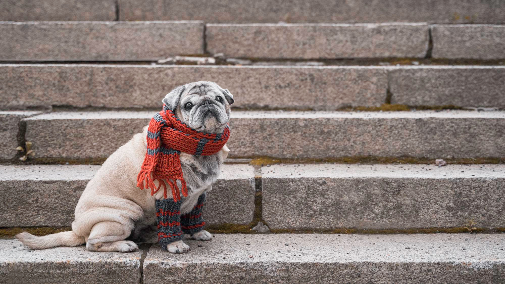 Dificultad de subir escaleras para perros mayores