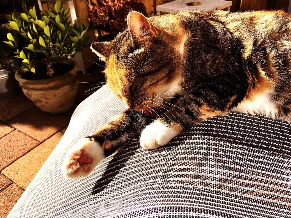 Golpe de calor en gatos