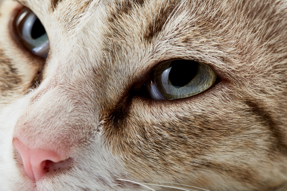 Tercer párpado de los gatos