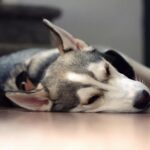 Familia despidiéndose de su perro en casa con un ambiente tranquilo y respetuoso