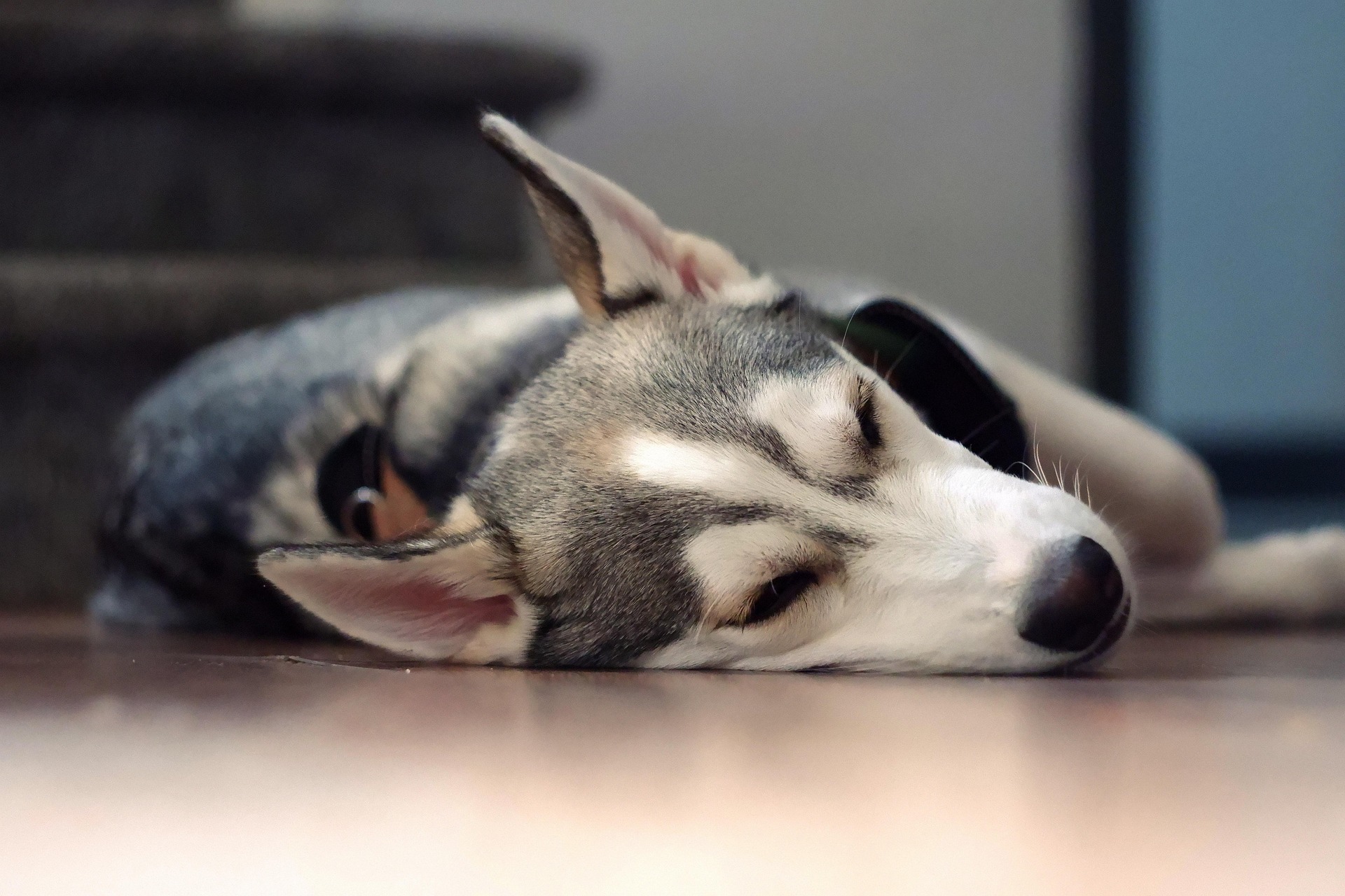 Familia despidiéndose de su perro en casa con un ambiente tranquilo y respetuoso