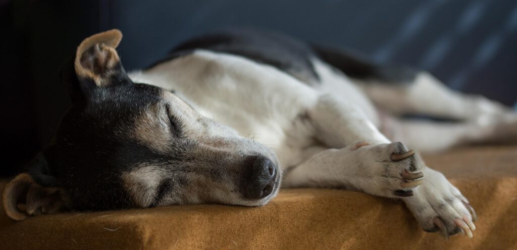 perro-dormido