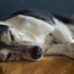 perro-dormido